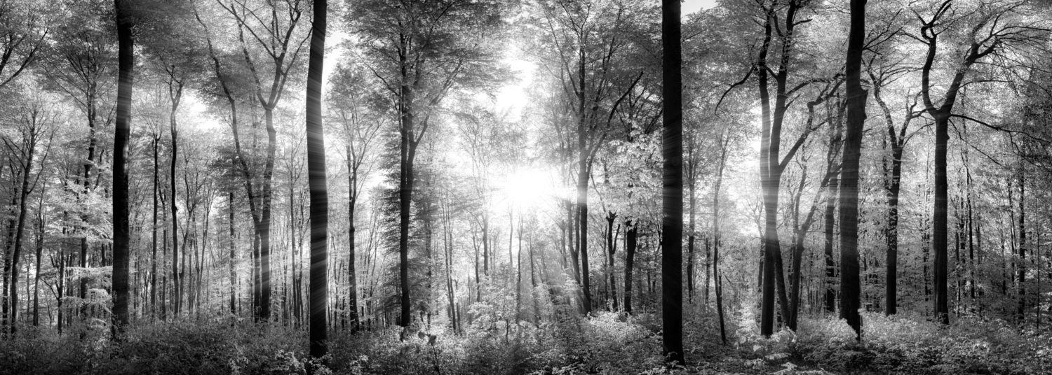 39809307 - panorama of a scenic forest of fresh green deciduous trees with the sun casting its rays of light through the foliage